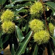 Ægte Kastanie podet sort 'Bouche de Betizac'